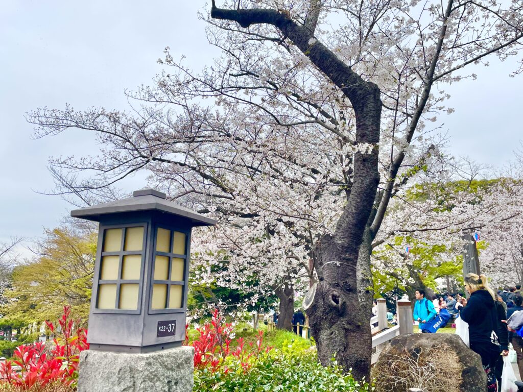 飛鳥山公園に咲く桜