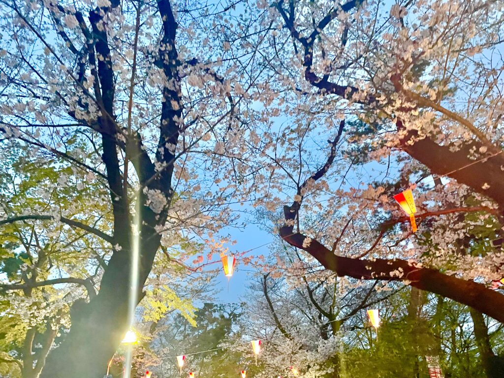 ぼんぼりが灯る飛鳥山公園の桜