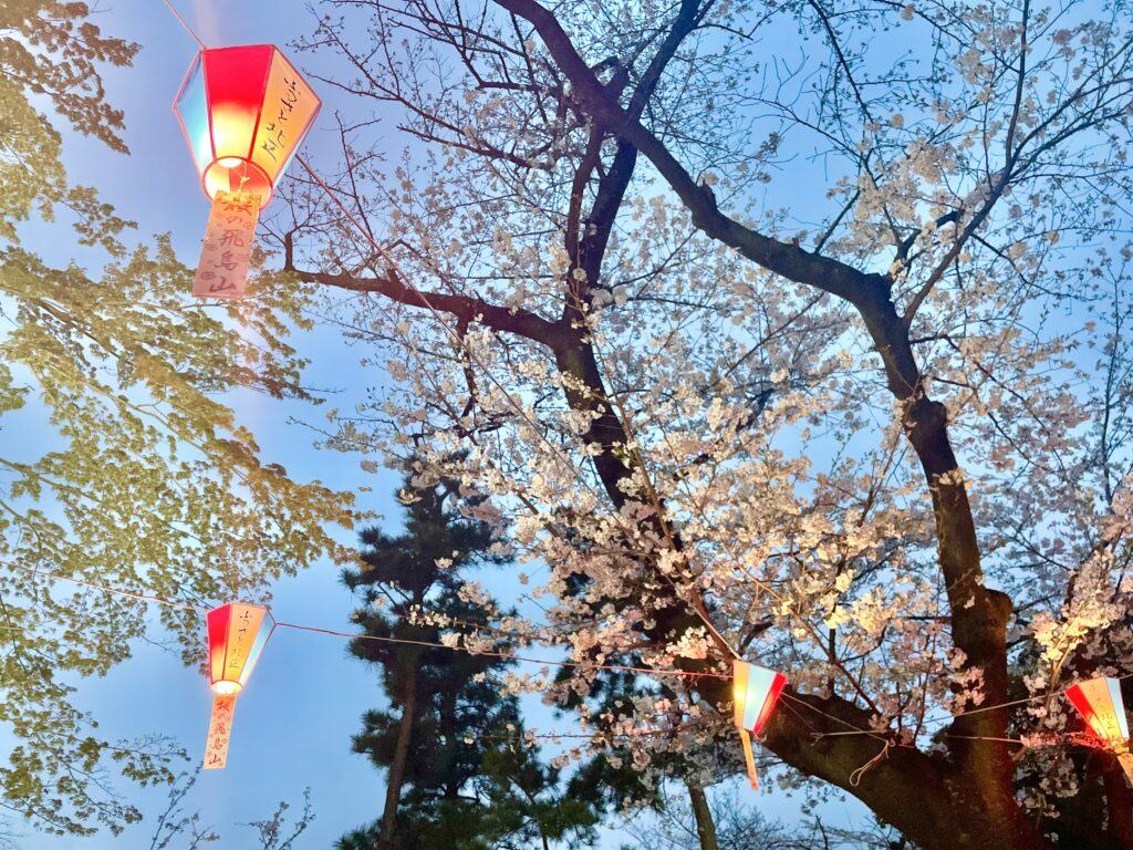 夜桜まであと少しの夕方の桜