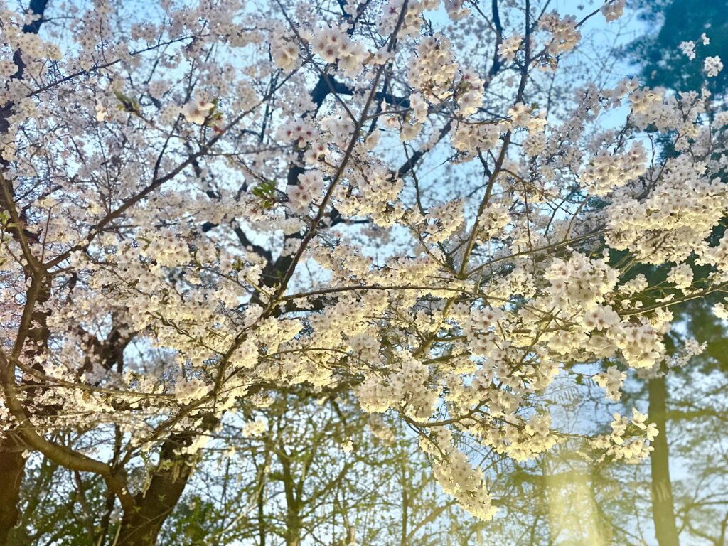 アップで撮った満開の桜