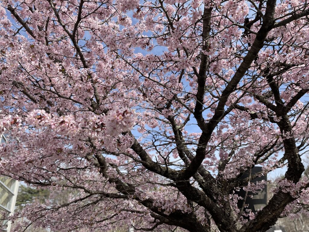 風越公園内にある桜が満開の様子