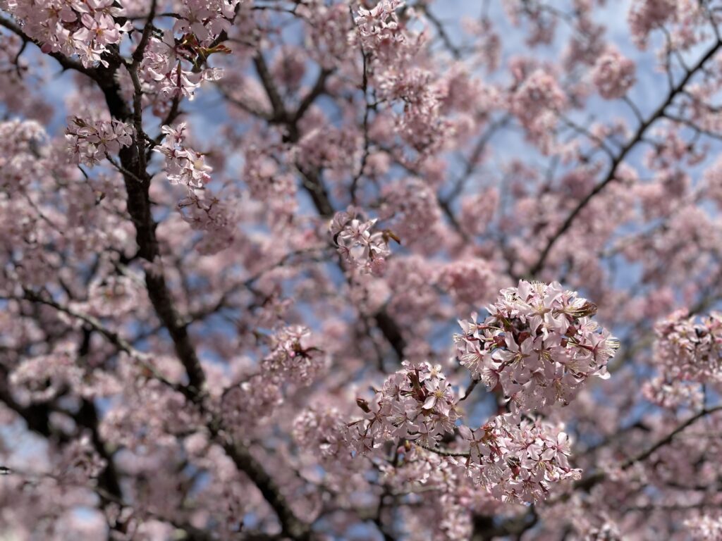 風越公園内にある桜が満開の様子②