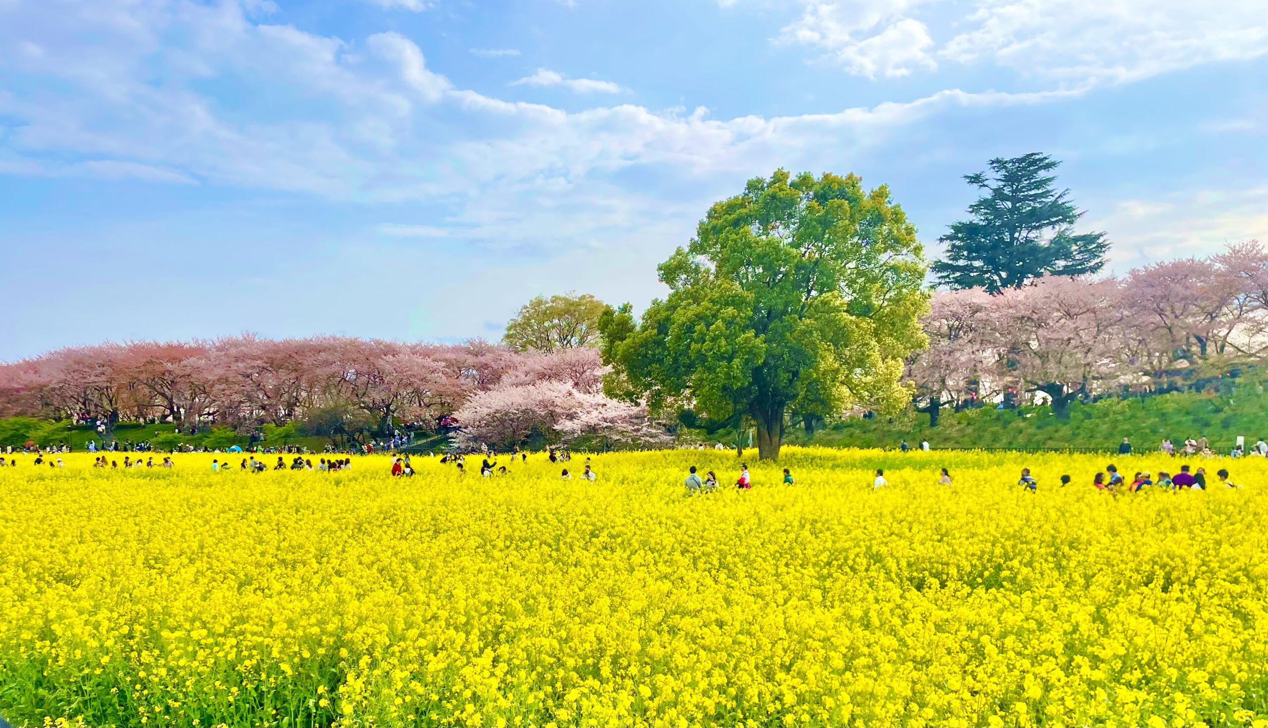 幸手権現堂桜堤の桜と菜の花の写真