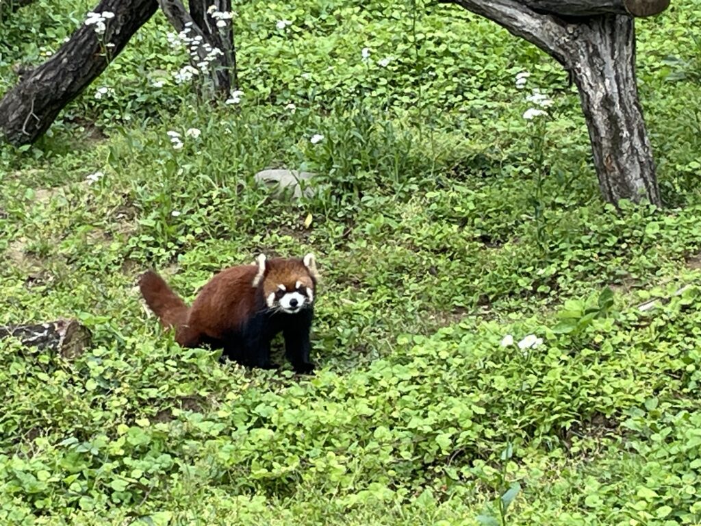 実は絶滅危惧種のレッサーパンダ