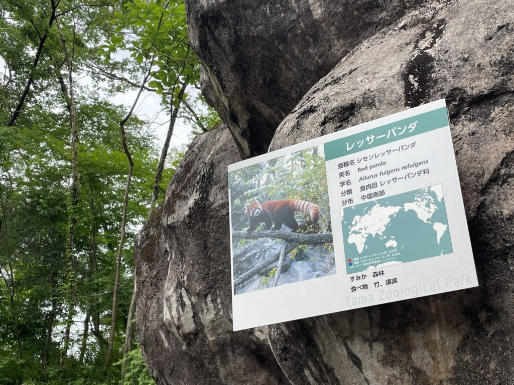 レッサーパンダの詳細看板