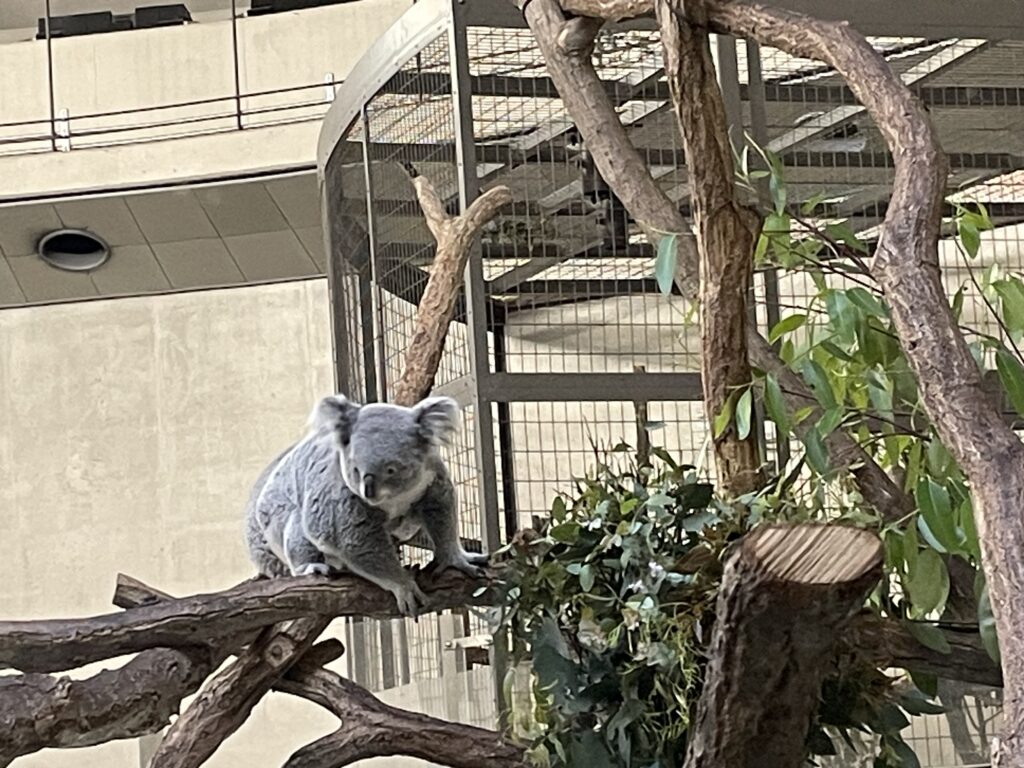 ユーカリの葉を食べていました