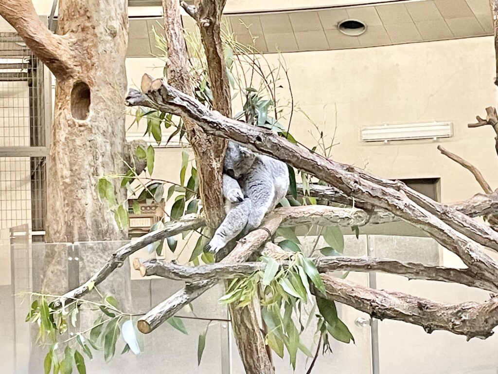 木の上で20時間程寝ているコアラ