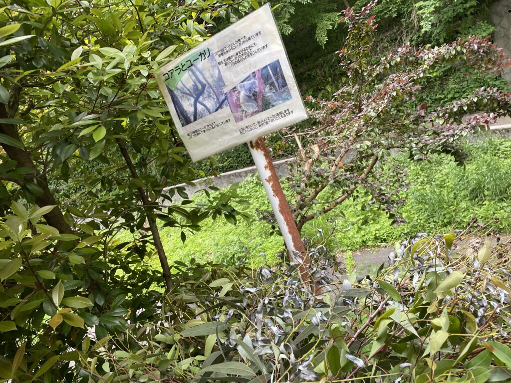 多摩動物公園では毎日8種類のユーカリをコアラに与えているそう。