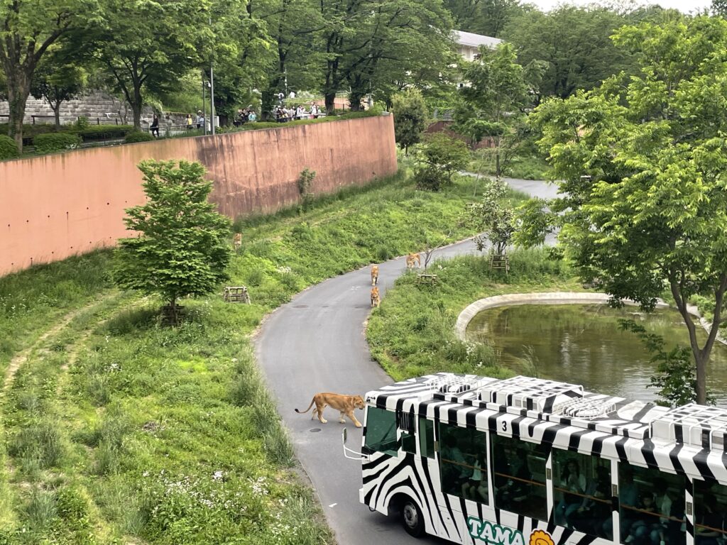 多摩動物公園名物のライオンバス