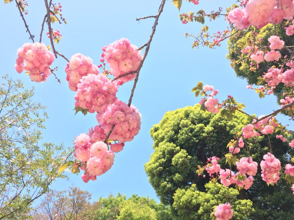 上野公園で見つけた可愛い桜