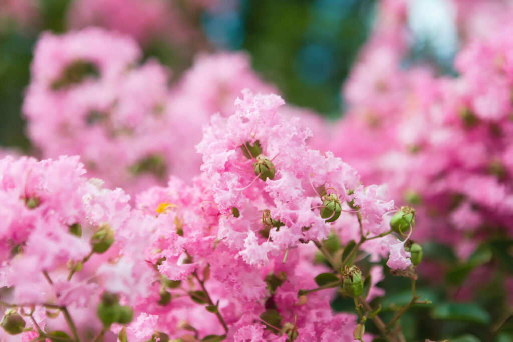 さるすべりのお花